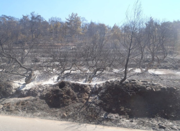 Μαστίχα Χίου